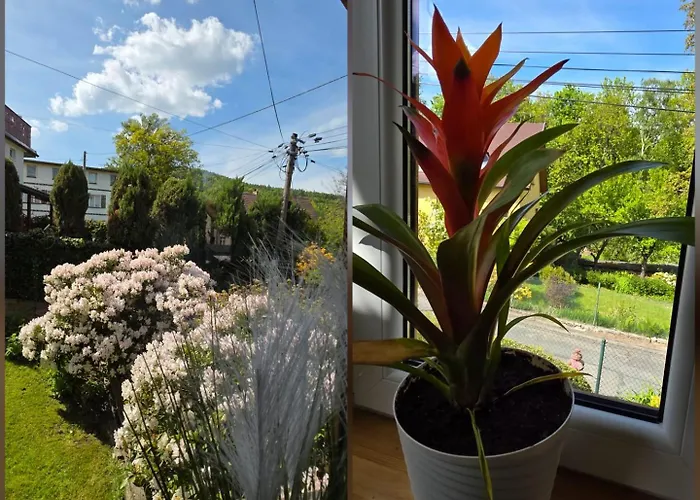 Ada & * كارباش